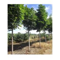 Noorse esdoorn - thumbnail