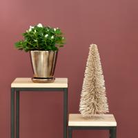 Azalea - Wit - P12 - thumbnail