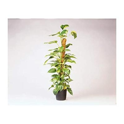 Nature Plantstok kokos 90 cm d38mm