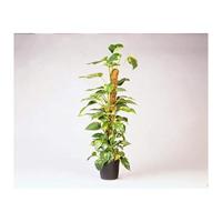 Nature Plantstok kokos 90 cm d38mm - thumbnail