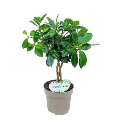Ficus Microcarpa Maya Twisted Stem Potmaat 12 H40-45 kamerplant Beautanic Lifestyle - Beautanic lifestyle Ficus Microcarpa Maya Twisted Stem Potmaat 12 H40-45 kamerplant Beautanic Lifestyle - Beautanic lifestyle