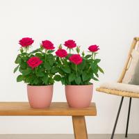 Potroos Duo (roze) - P12 - thumbnail