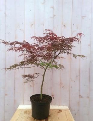 Japanse esdoorn rood smal blad struikje 90 cm - Warentuin natuurlijk