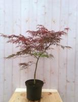 Japanse esdoorn rood smal blad struikje 90 cm - Warentuin natuurlijk - thumbnail