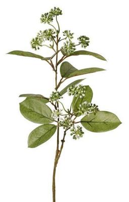 Bessentak h70 cm Van Rijsoort - Hortus