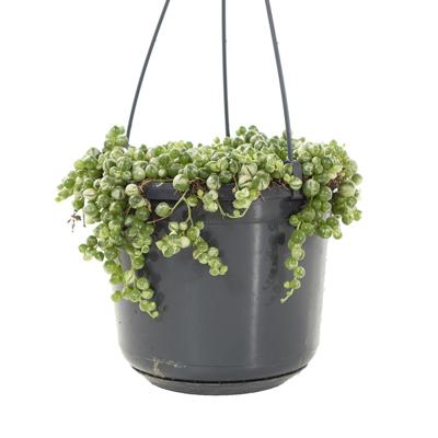 Senecio Rowleyanus variegata (bonte erwtenplant) - P12