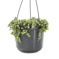 Senecio Rowleyanus variegata (bonte erwtenplant) - P12 - thumbnail