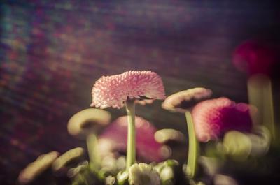 LensBaby Composer Pro II Fuji X met Sweet 50