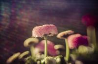 LensBaby Composer Pro II Fuji X met Sweet 50 - thumbnail