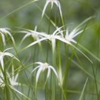 Sterrengras (Dichromena colorata) moerasplant (3-stuks) - thumbnail