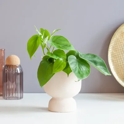 Philodendron Scandens - P12