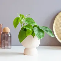 Philodendron Scandens - P12 - thumbnail