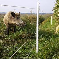 Gallagher Vario paal 1,00m wit (10) - 028481 028481 - thumbnail