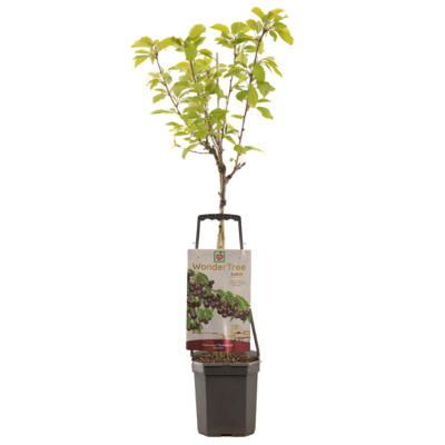 Kersenboom Prunus av Sunburst wondertree