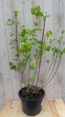Gelderse roos 100 cm Viburnum Warentuin Natuurlijk - Warentuin natuurlijk