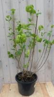 Gelderse roos 100 cm Viburnum Warentuin Natuurlijk - Warentuin natuurlijk - thumbnail