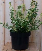 Kardinaalsmuts Euonymus Emerald Gaiety Harlequin witbont kroesblad 50 cm Warentuin Natuurlijk - Warentuin natuurlijk - thumbnail