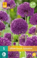 Bloembollen Allium Purple Sensation 5st - thumbnail