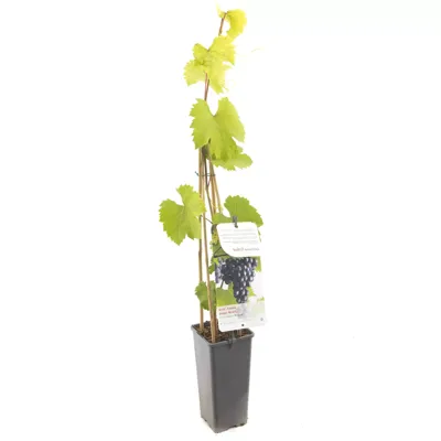 Blauwe druif (vitis vinifera "Regent") fruitplanten