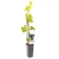 Blauwe druif (vitis vinifera "Regent") fruitplanten - thumbnail