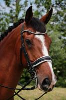 Döbert Stang & Trens Hoofdstel Classic Sydney - thumbnail