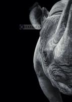 Afbeelding op acrylglas - Neushoorn - thumbnail