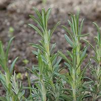 Rozemarijn zaden Rosmarinus Officinalis - thumbnail