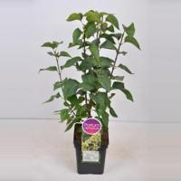 Sering (syringa vulgaris "Primrose") - 50-70 cm - 1 stuks - thumbnail