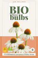 Bio echinacea purpurea white swan - thumbnail