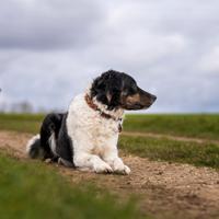 HUNTER Hondenhalsband Solid Education Cord, bruin-oranje, Maat: 55 - thumbnail