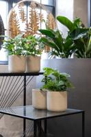 Sierpot Charlie XXS grijs - thumbnail