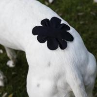 VetkinTape® Kinesiologie Tape voor dieren - Zwart (10cm x 5m) | 1 rol Kinesiotape voor paarden en honden | TÜV-gecertificeerd | Kinesiotapes met +25% meer kleefkracht | Voor professionals - thumbnail