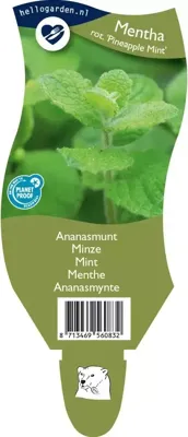 Ananasmunt Mentha rotundiflora Griffioen - Griffioen Ananasmunt Mentha rotundiflora Griffioen - Griffioen
