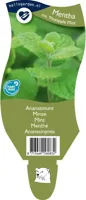 Ananasmunt Mentha rotundiflora Griffioen - Griffioen - thumbnail