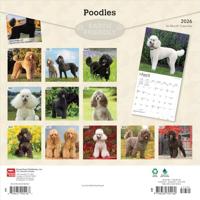 Poedel Kalender 2026 - thumbnail