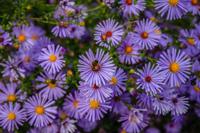 Aster - thumbnail