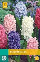 Bloembollen Hyacinthus Mix 5st - thumbnail