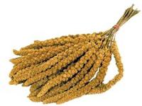 Trosgierst chinees - thumbnail