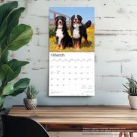 Berner Sennen Kalender 2026 - thumbnail