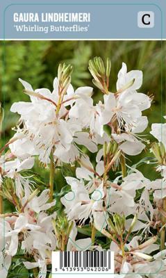 V.I.P.S. Gaura lindheimeri ''Elurra'' - Prachtkaars (P9)