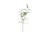 Countryfield Eucalyptus steel 90 cm wit - thumbnail