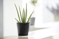 Ecopots Bloempot Amsterdam Mini Ø17cm - Donkergrijs - thumbnail