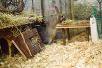 Happy Pet raw wooden platform - thumbnail