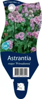 Astrantia maj. Primadonna vaste plant Griffioen - Griffioen - thumbnail