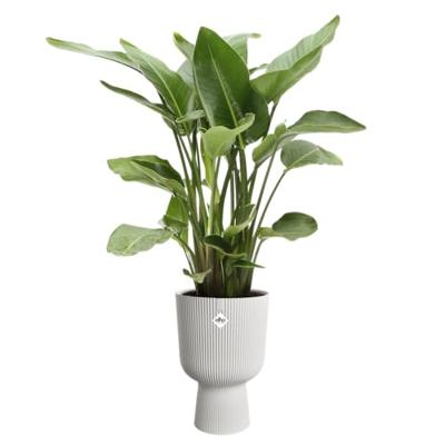 Bloempot - Elho - Vibes Fold Coupe - Wit - L 30 x B 29,5 x H 45 cm - Binnen - 100% gerecycled