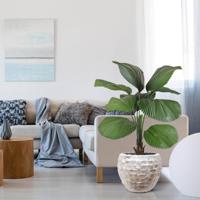 Licuala kunstpalm 115cm - thumbnail