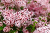 Dwergsering - thumbnail