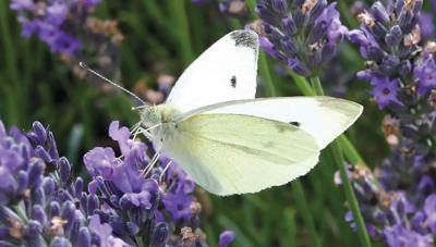 Koolwitje op lavendel 130x70cm wit Tuinschilderij Customize-it - Customize it