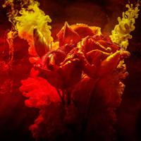 Schilderij - Rozen in kleurrijk water, rood,geel ,3 maten , Premium Print - thumbnail