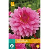 Dahlia rosella 1st bloembol zomer Dahlia JUB - Jub - thumbnail
